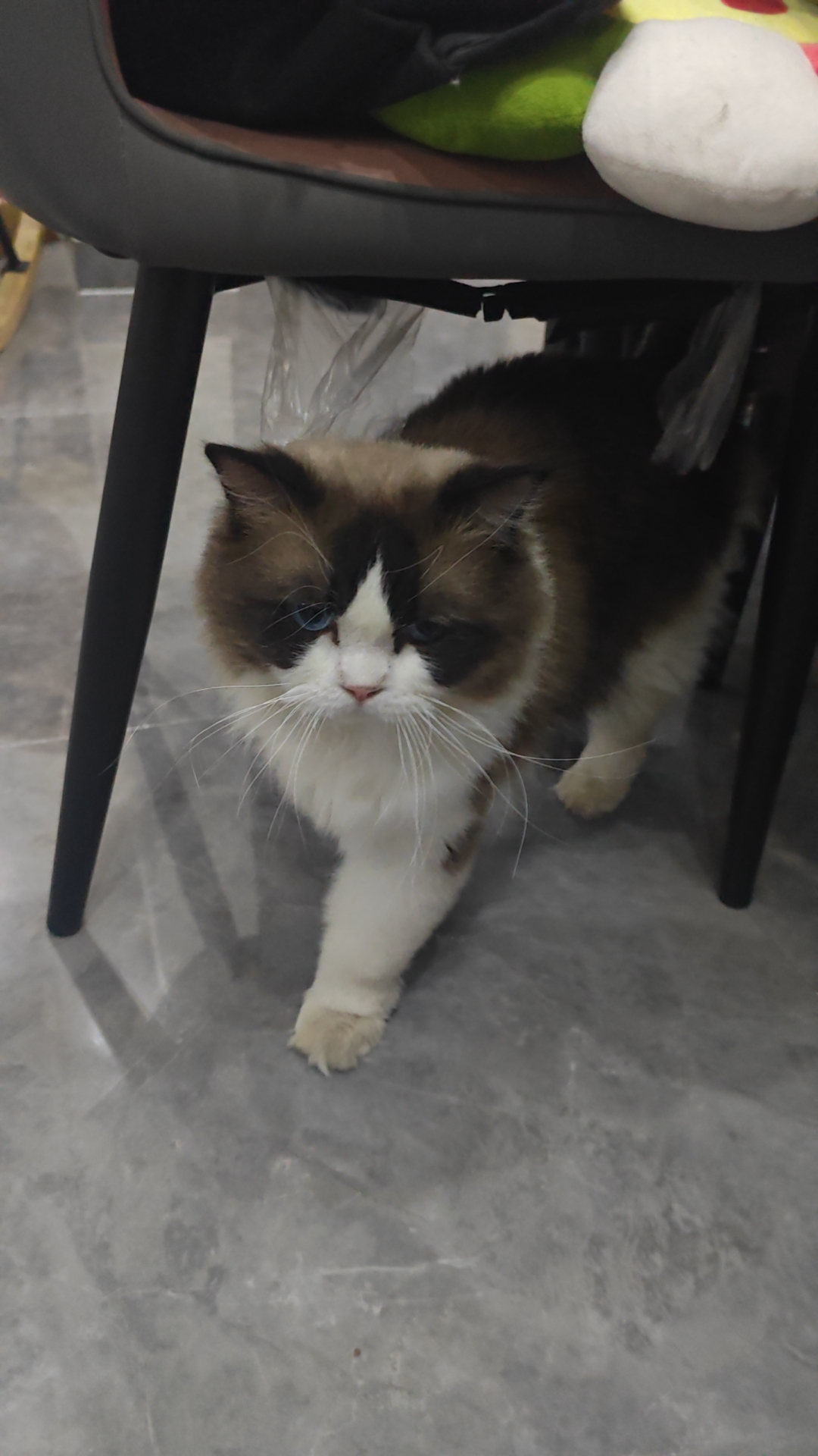 海双布偶妹妹一只，已经打了两针疫苗，活泼可爱，能吃能喝啦～